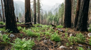 2 Why Wildfire Recovery Matters to Mariposa County Residents